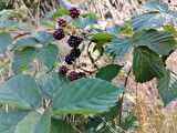 Yediveren Böğürtlen fidanı [Rubus fruticosus} tüplü